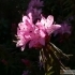 Rhododendron spiciferum